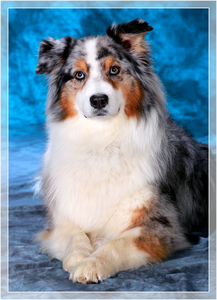 Hunde-Shooting