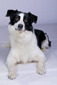 Hunde-Shooting