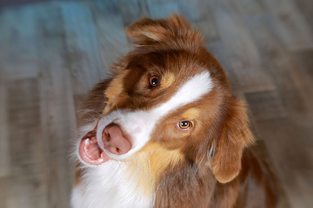 Hunde-Shooting