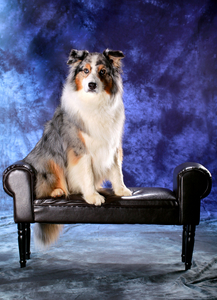 Hunde-Shooting