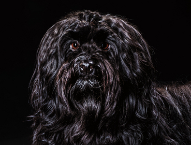 Hunde-Shooting