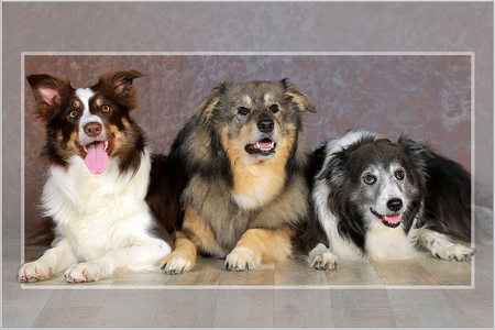 Hunde-Shooting