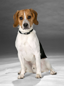 Hunde-Shooting