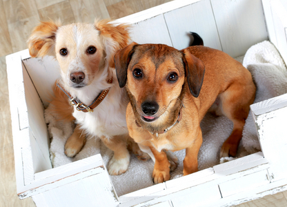 Hunde-Shooting