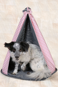 Hunde-Shooting