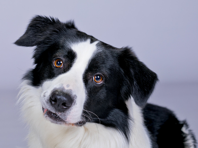 Hunde-Shooting
