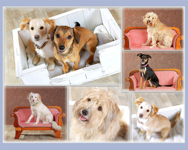 Hunde-Shooting