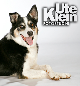Hunde-Shooting