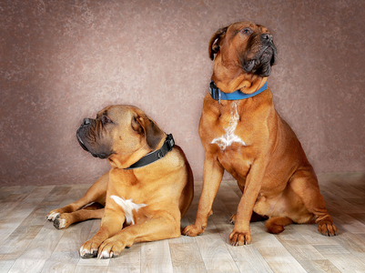 Hunde-Shooting